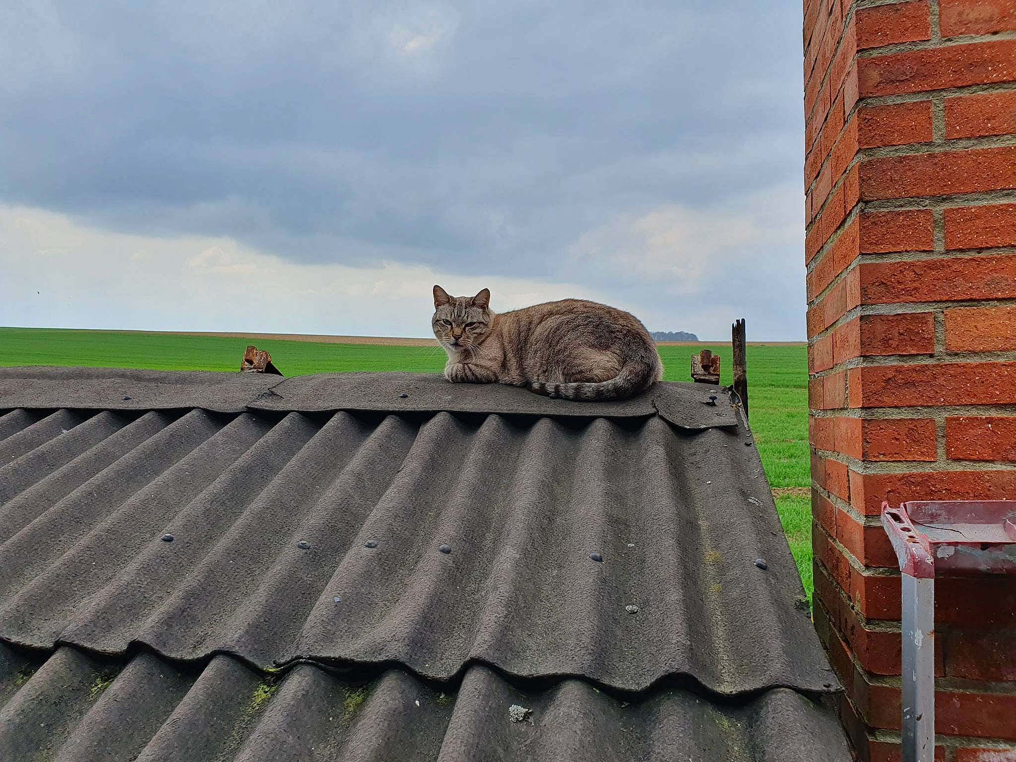 Mihos a rejoint le concours — aidez-le/la à gagner de superbes lots ! brick, brickwork, building, carnivore, cat, cloud, domestic_short_haired_cat, facade, felidae, grass, grey, metal, roof, sky, small_to_medium_sized_cats, tail, terrestrial_animal, whiskers, wildlife, wood
