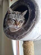 Mihos a rejoint le concours — aidez-le/la à gagner de superbes lots ! automotive_tire, carnivore, cat, cat_supply, domestic_short_haired_cat, door, felidae, fur, metal, small_to_medium_sized_cats, snout, tail, terrestrial_animal, whiskers, wildlife, window