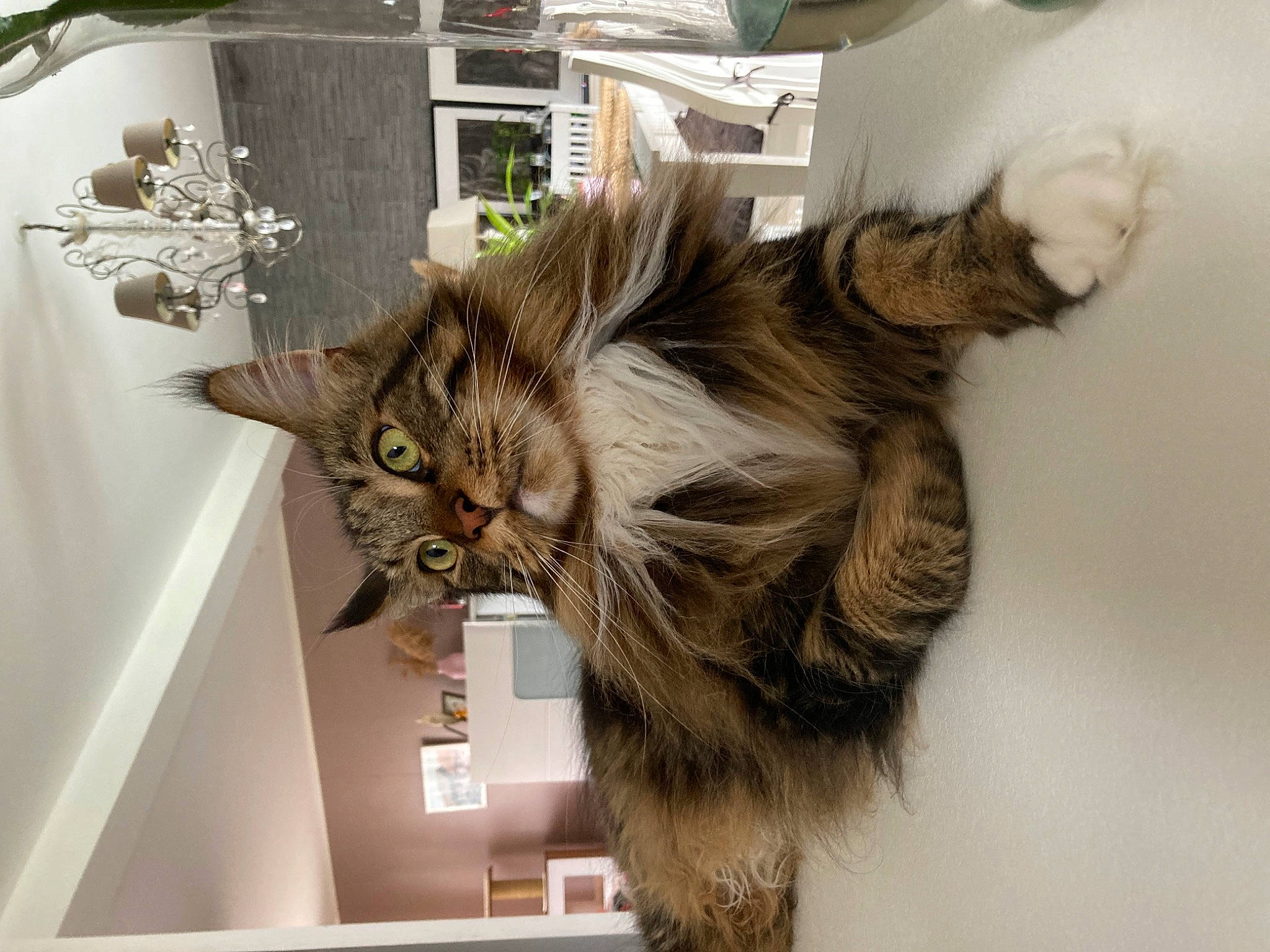 Loki a rejoint le concours — aidez-le/la à gagner de superbes lots ! cat, claw, devon_rex, domestic_short_haired_cat, ear, felidae, fur, plant, room, small_to_medium_sized_cats, tail, whiskers, window