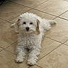 dog, white_dog, curly_fur, indoor, tile_floor, pet, lying_down, animal, cute, small_dog, fur, floor, relaxed, looking_at_camera, companion, domestic_animal, quiet, calm, home, friendly