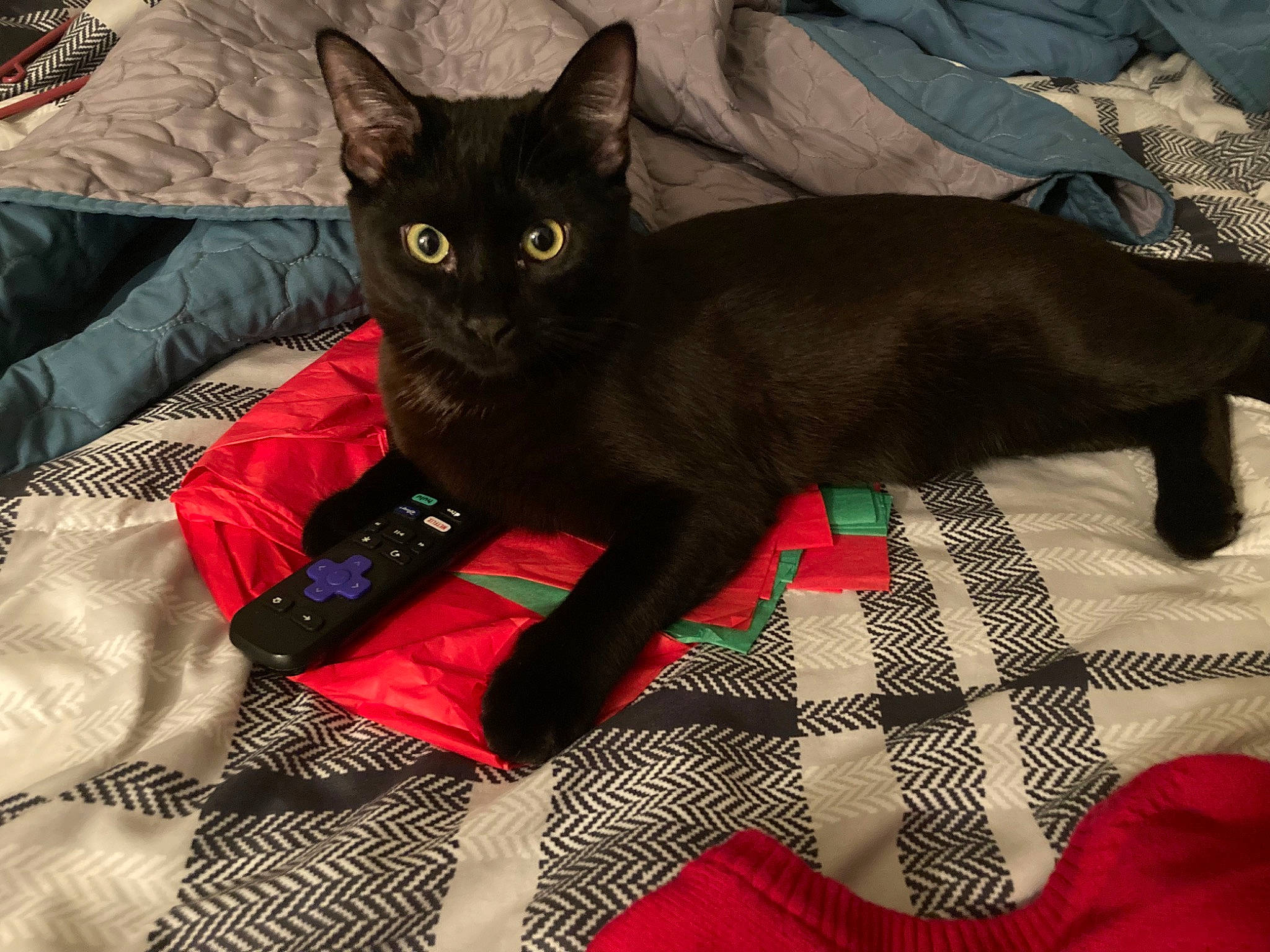 Draco joined the competition — help win amazing prizes! black_cat, bombay, carmine, carnivore, cat, claw, comfort, domestic_short_haired_cat, felidae, fur, havana_brown, linens, pattern, paw, plaid, small_to_medium_sized_cats, snout, tail, tartan, whiskers