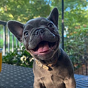 Lola joined the competition — help win amazing prizes! dog, puppy, french_bulldog, outdoor, table, tongue_out, happy, pet, animal, ears, collar, sunlight, greenery, nature, smiling, cute, small_dog, texture, blurred_background, daylight