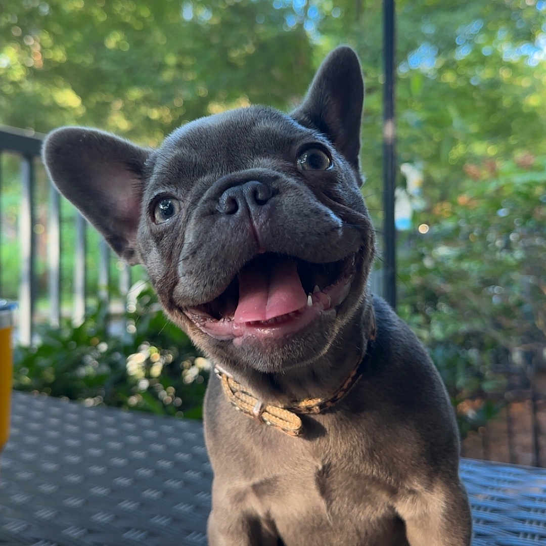 Lola