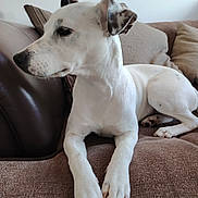 Luna is registered to the contest to win money with this photo: dog, white_dog, pet, canine, indoor, couch, furniture, relaxed, paws, ears, looking_away, brown_couch, domestic_animal, animal, snout, fur, companion, resting, household, spot