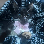 Cookie joined the competition — help win amazing prizes! cat, tuxedo_cat, pink_bow, pet, animal, whiskers, black_and_white, feline, paw, blanket, patterned_blanket, cute, domestic_cat, indoor, relaxed, close_up, fur, eyes, soft_focus, cozy