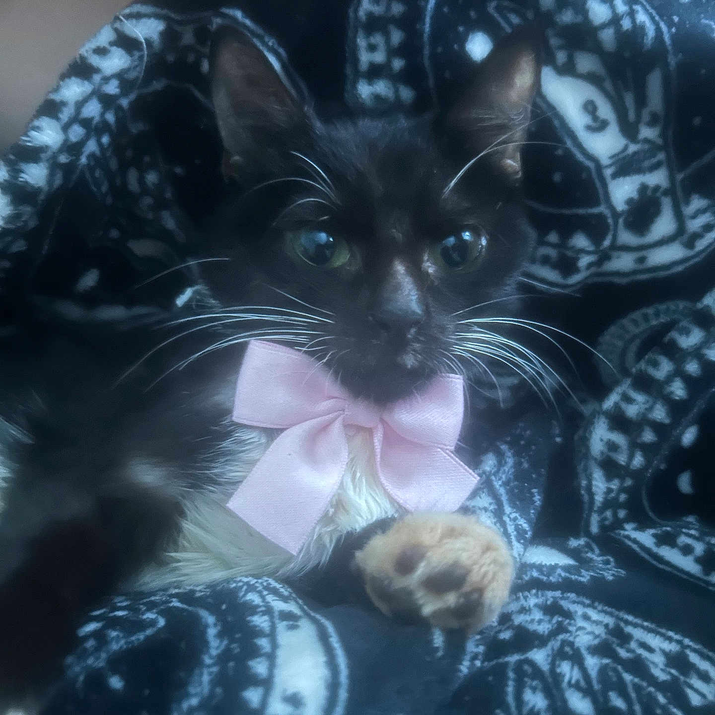 Cookie joined the competition — help win amazing prizes! animal, black_and_white, blanket, cat, close_up, cozy, cute, domestic_cat, eyes, feline, fur, indoor, patterned_blanket, paw, pet, pink_bow, relaxed, soft_focus, tuxedo_cat, whiskers