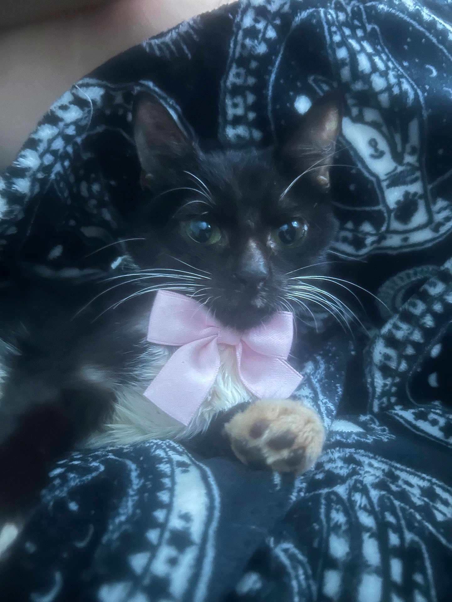Cookie joined the competition — help win amazing prizes! cat, tuxedo_cat, pink_bow, pet, animal, whiskers, black_and_white, feline, paw, blanket, patterned_blanket, cute, domestic_cat, indoor, relaxed, close_up, fur, eyes, soft_focus, cozy