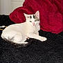 Casper joined the competition — help win amazing prizes! cat, white_cat, black_markings, pet, animal, indoor, relaxed, sleepy, feline, fur, tail, blanket, red_blanket, black_surface, resting, cute, domestic_animal, whiskers, paw, lying_down