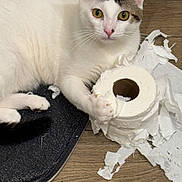 Casper is registered to the contest to win money with this photo: cat, white_cat, black_markings, toilet_paper, shredded_paper, floor, wooden_floor, mat, paw, claw, pet, indoor, playful, guilty_look, animal, fur, whiskers, close_up, domestic_cat, curious