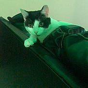 Buster is registered to the contest to win money with this photo: cat, black_and_white, pet, indoor, couch, leather, feline, resting, curious, animal, whiskers, ears, paw, looking, home, furniture, relaxed, domestic, mammal, cute