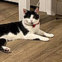 Buster joined the competition — help win amazing prizes! cat, black_and_white, indoor, floor, wooden_floor, collar, pet, animal, feline, domestic_cat, laying_down, curious, ears, whiskers, pink_nose, fur, household, quiet, resting, closeup