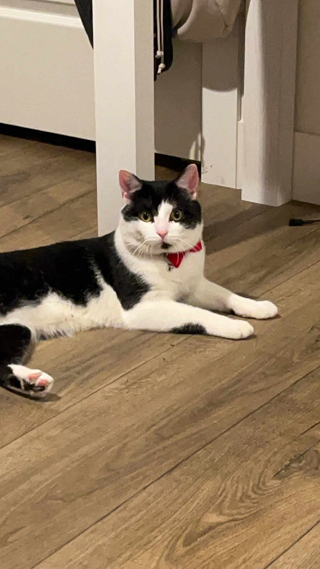 Buster joined the competition — help win amazing prizes! cat, black_and_white, indoor, floor, wooden_floor, collar, pet, animal, feline, domestic_cat, laying_down, curious, ears, whiskers, pink_nose, fur, household, quiet, resting, closeup