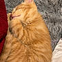 orange_tabby, kitten, sleeping, curled_up, fluffy, soft, blanket, gray, red_fabric, cozy, pet, animal, feline, cute, resting, fur, indoor, comfort, close_up, peaceful