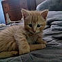 kitten, cat, orange_cat, bed, blanket, furniture, wooden_dresser, indoor, pet, animal, cute, fur, eyes, cozy, resting, young, small, domestic_animal, curious, sleepy