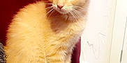Arty joined the competition — help win amazing prizes! kitten, cat, orange_tabby, feline, pet, animal, fur, whiskers, ears, tail, curious, alert, indoor, couch, fabric, red_curtain, young, small, cute, domestic_cat