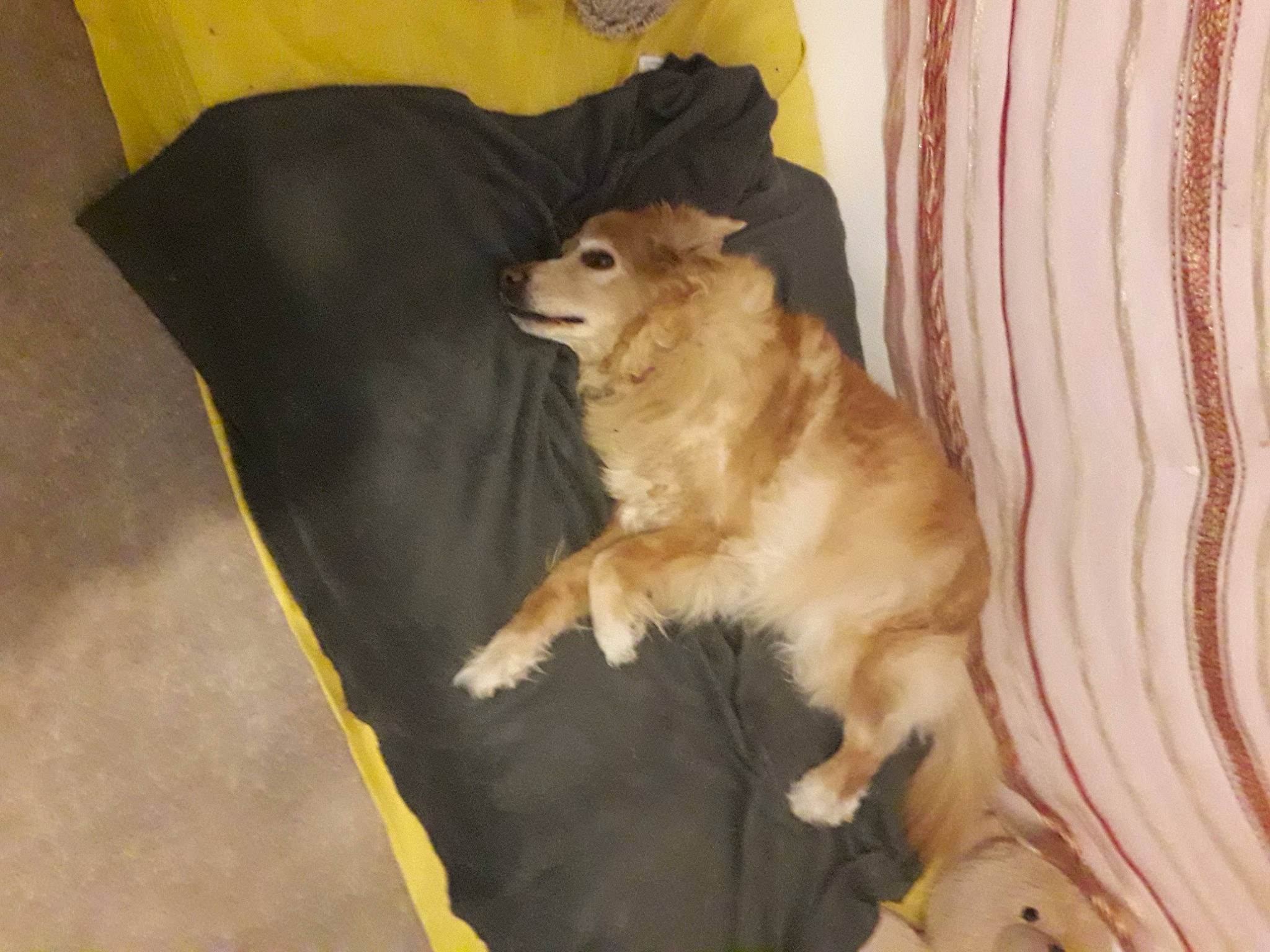 Daizy a rejoint le concours — aidez-le/la à gagner de superbes lots ! canidae, carnivore, companion_dog, couch, curtain, dog, dog_breed, dog_supply, fawn, felidae, fur, german_spitz, paw, small_to_medium_sized_cats, spitz, sporting_group, tail, toy_dog, whiskers, wood