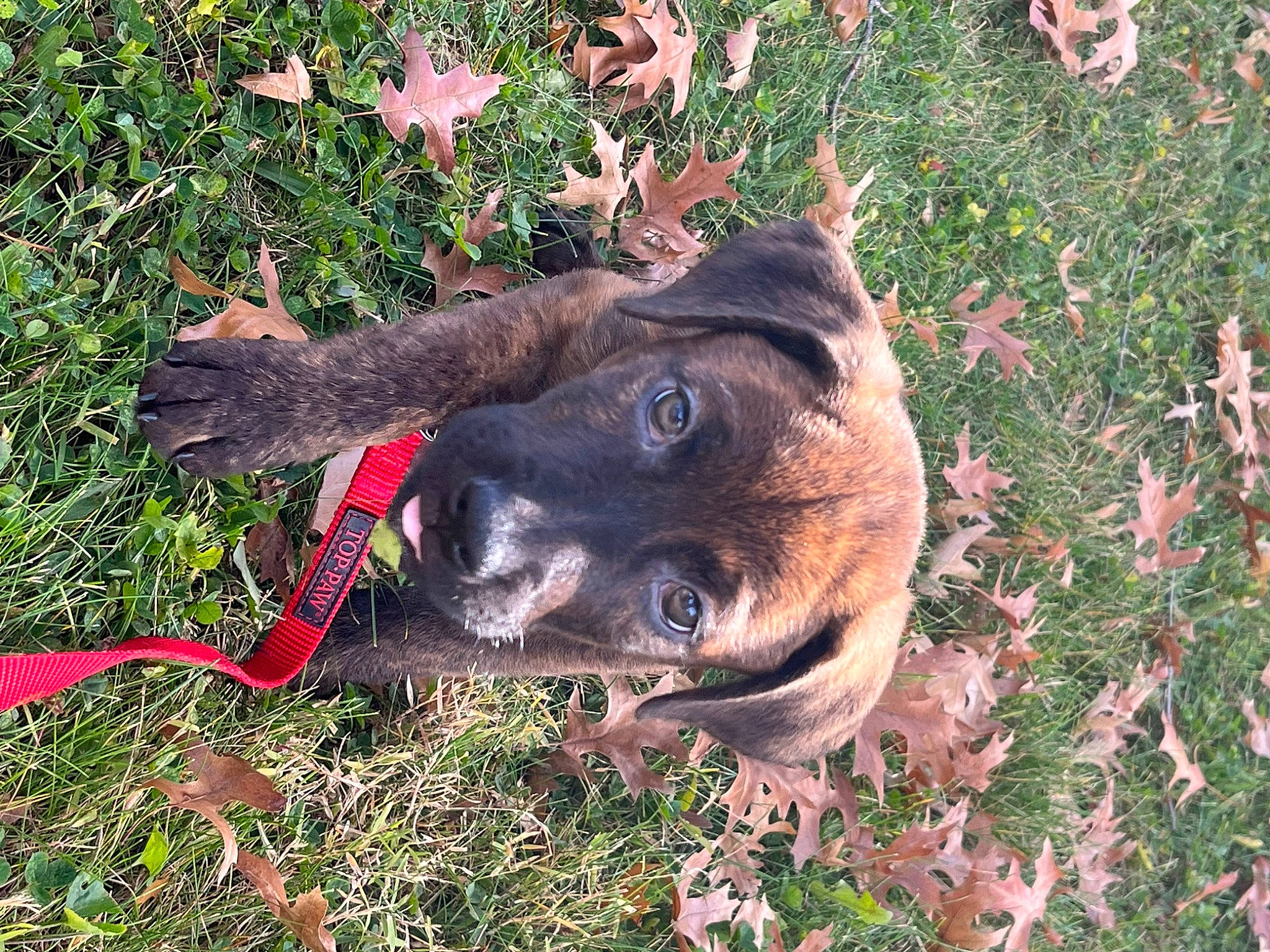 Dewey joined the competition — help win amazing prizes! canidae, carnivore, collar, companion_dog, dog, dog_breed, fawn, flower, fur, grass, groundcover, herbaceous_plant, liver, plant, snout, soil, sporting_group, terrestrial_animal, working_animal