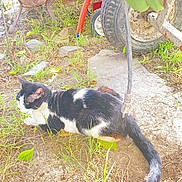 Luna joined the competition — help win amazing prizes! cat, black_and_white, outdoor, grass, dirt, plant, leaf, wheel, garden_tools, pot, animal, nature, relaxing, sunlight, feline, ground, resting, pet, side_view, daytime