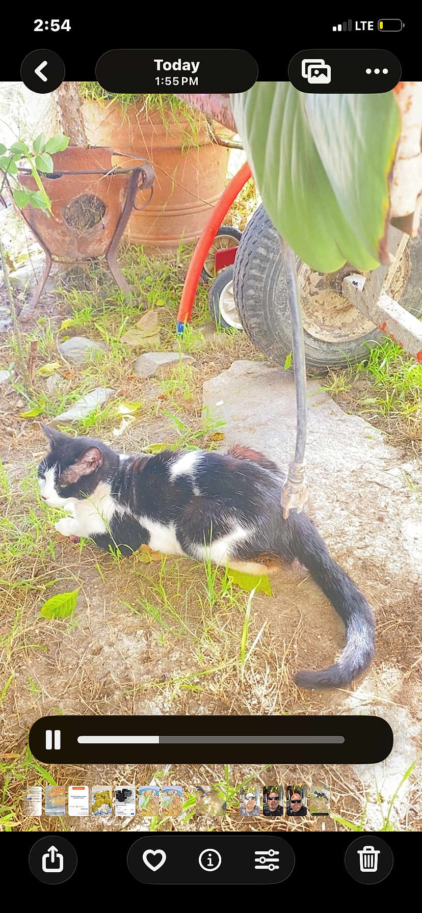 Luna joined the competition — help win amazing prizes! cat, black_and_white, outdoor, grass, dirt, plant, leaf, wheel, garden_tools, pot, animal, nature, relaxing, sunlight, feline, ground, resting, pet, side_view, daytime