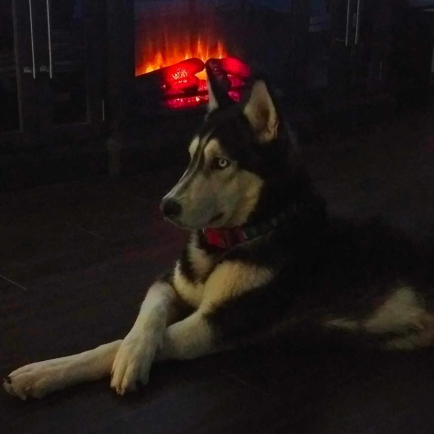 Achilles joined the competition — help win amazing prizes! dog, husky, animal, pet, fireplace, indoor, dark, floor, paw, crossed_paws, collar, fur, muzzle, ears, quiet, relaxing, cozy, warm_light, shadow, quiet_moment
