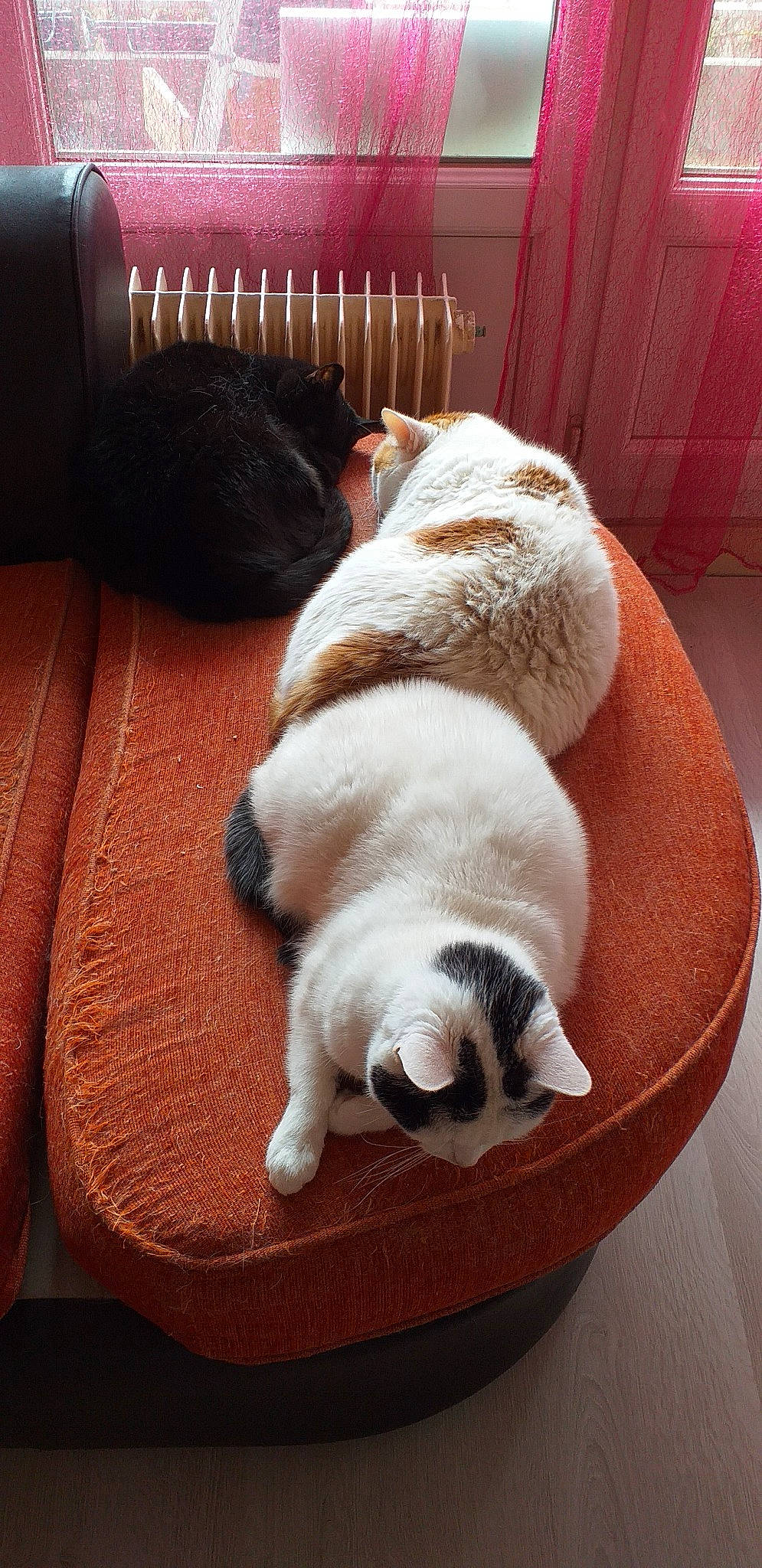 Caramel participe au concours pour gagner de l'argent avec cette photo : canidae, carnivore, companion_dog, dog, dog_breed, fawn, mammal, puppy, puppy_love, sporting_group, tail, vertebrate