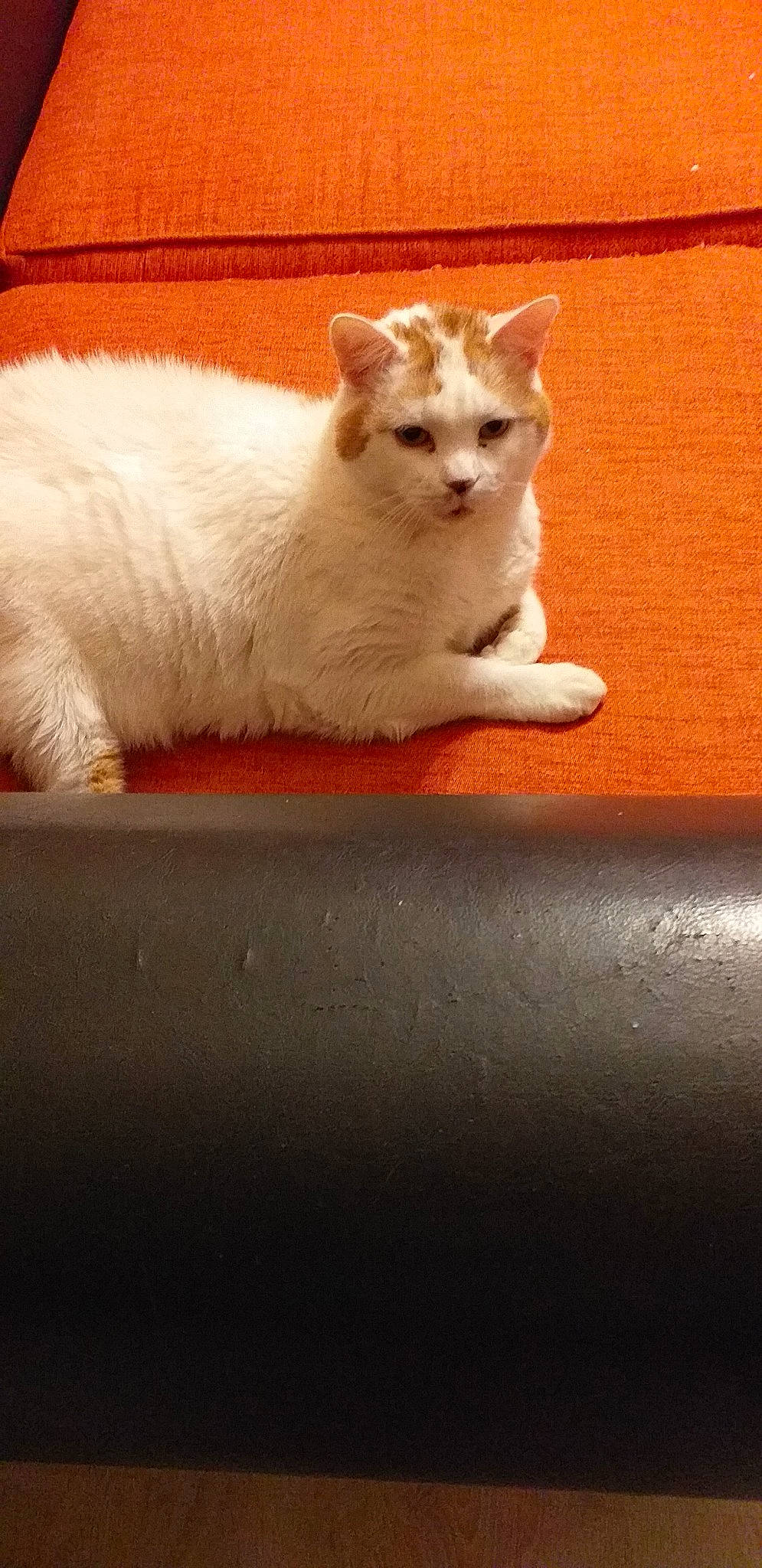 Caramel participe au concours pour gagner de l'argent avec cette photo : aegean_cat, burmilla, carnivore, cat, domestic_short_haired_cat, eye, fawn, felidae, fur, kitten, mammal, ragdoll, small_to_medium_sized_cats, tail, turkish_angora, turkish_van, whiskers