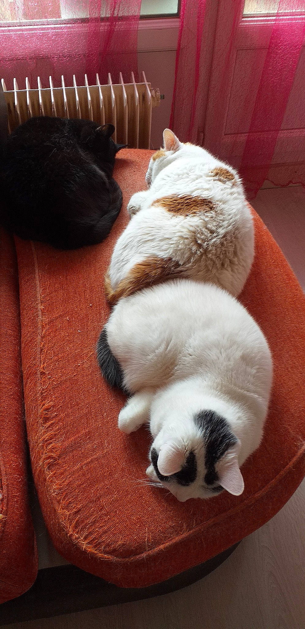 Caramel a rejoint le concours — aidez-le/la à gagner de superbes lots ! canidae, carnivore, cat, companion_dog, fawn, felidae, fur, mammal, nap, paw, small_to_medium_sized_cats, tail, whiskers