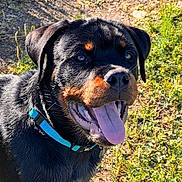 Oslow participe au concours pour gagner de l'argent avec cette photo : rottweiler, puppy, dog, outdoor, sunlight, panting, blue_collar, grass, dirt_path, happy, pet, animal, canine, nature, close_up, tongue_out, muzzle, ears, fur, daylight