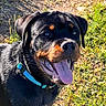 rottweiler, puppy, dog, outdoor, sunlight, panting, blue_collar, grass, dirt_path, happy, pet, animal, canine, nature, close_up, tongue_out, muzzle, ears, fur, daylight