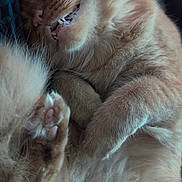 Castiel is registered to the contest to win money with this photo: adorable, animal, cat, closeup, cozy, cute, cute_face, feline, fluffy, fur, indoor, nap, orange_cat, paw, pet, relaxed, resting, sleeping, teeth, whiskers