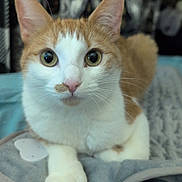 Kora is registered to the contest to win money with this photo: animal, bed, blanket, cat, close_up, curious, curtains, cute, domestic_cat, ears, eyes, feline, indoor, looking_at_camera, orange_and_white_cat, paws, pet, relaxed, soft_mat, whiskers