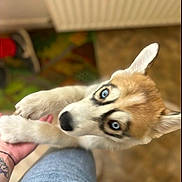 Diego a rejoint le concours — aidez-le/la à gagner de superbes lots ! dog, puppy, husky, blue_eyes, animal, pet, portrait, indoor, lap, person, human_arm, paw, white_fur, tan_fur, black_markings, pointed_ears, lying_down, close_up, playful, cozy