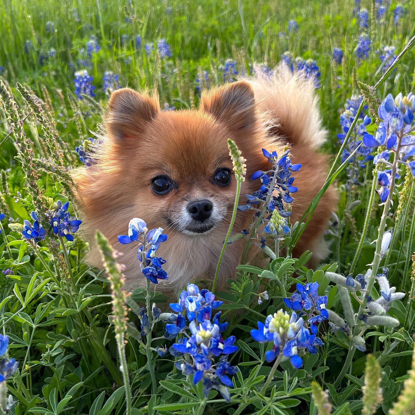 Nesuko joined the competition — help win amazing prizes! anemone, animal, canine, dog, field, flower, geranium, grass, grassland, herbal, herbs, iris, lupin, nature, outdoors, pet, petal, plant, puppy, vegetation