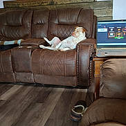 Apallo joined the competition — help win amazing prizes! dog, brown_leather_couch, living_room, wooden_accent_wall, decorative_clock, laptop, slipper, hardwood_floor, recliner, pet, relaxed, interior, upholstery, couch_arm, side_table, screen, sitting, domestic, white_and_tan_dog, portrait