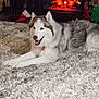 dog, husky, pet, fur, carpet, rug, fireplace, indoor, cozy, smile, tongue, collar, living_room, home, holiday_decor, christmas_tree, paws, white_fur, grey_fur, relaxed
