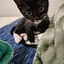 kitten, cat, black_and_white, whiskers, wide_eyes, curious, soft_blanket, texture, cute, pet, fur, indoor, close_up, young, animal, small, cozy, resting, playful, domestic