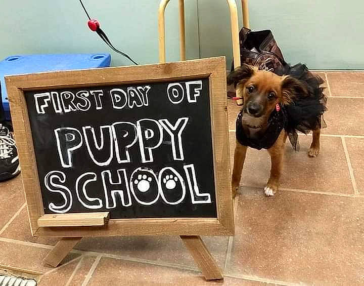 Lilith is registered to the contest to win money with this photo: blackboard, canidae, carnivore, dog, dog_breed, easel, fawn, room