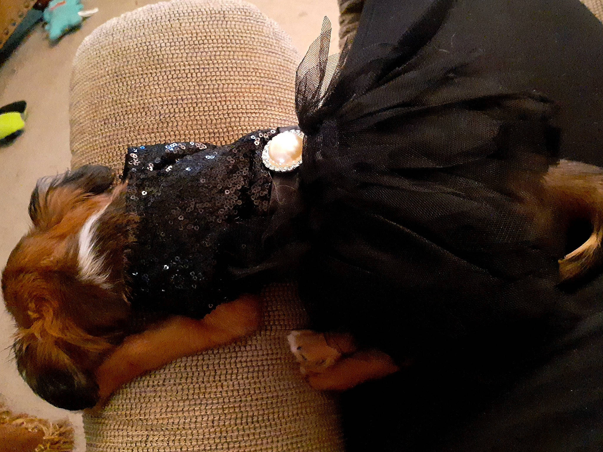 Lilith is registered to the contest to win money with this photo: canidae, carnivore, companion_dog, dog, ear, fawn, puppy