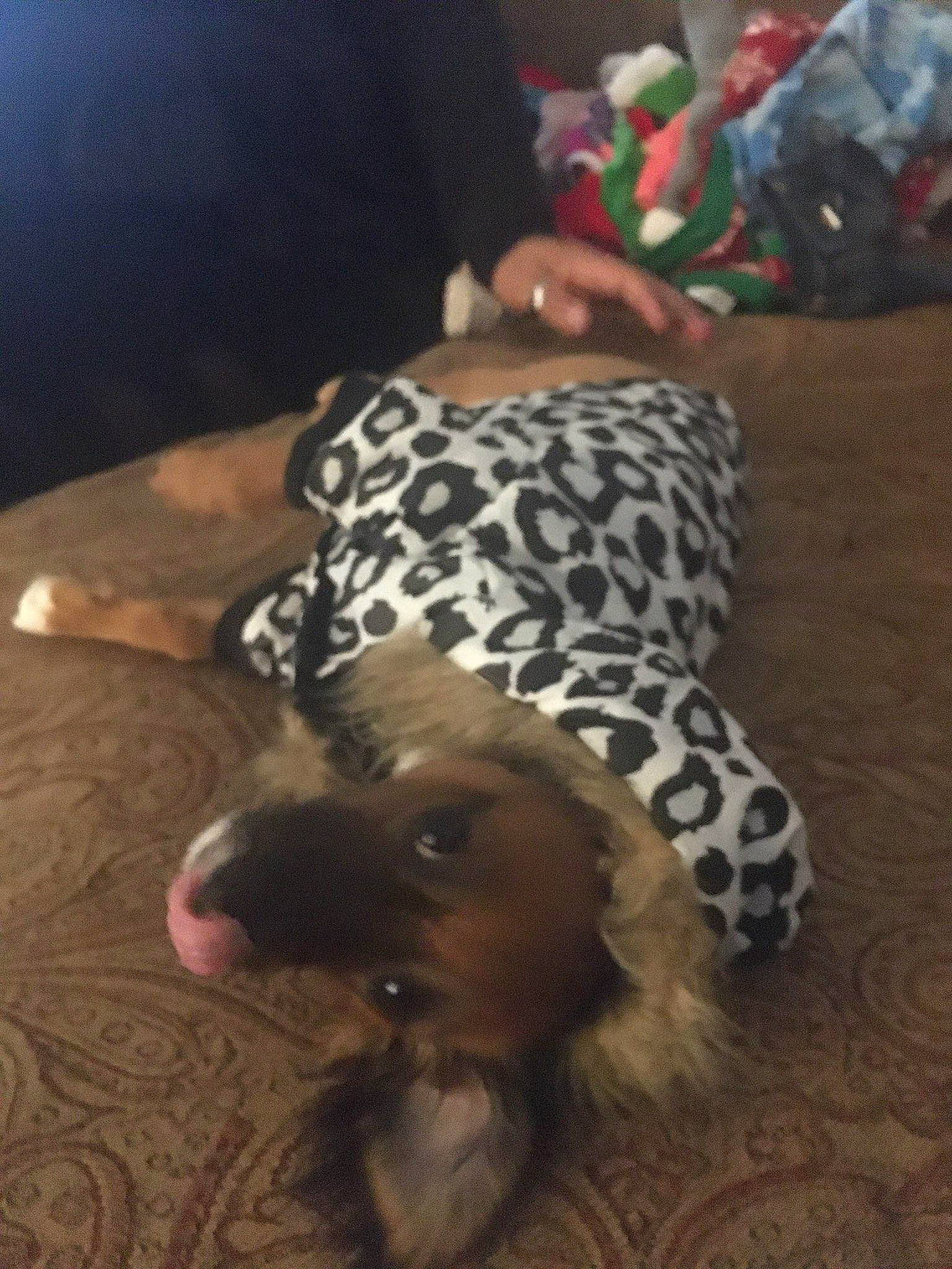 Lilith joined the competition — help win amazing prizes! canidae, carnivore, dog, dog_breed, ear, fawn, non_sporting_group, puppy, sporting_group