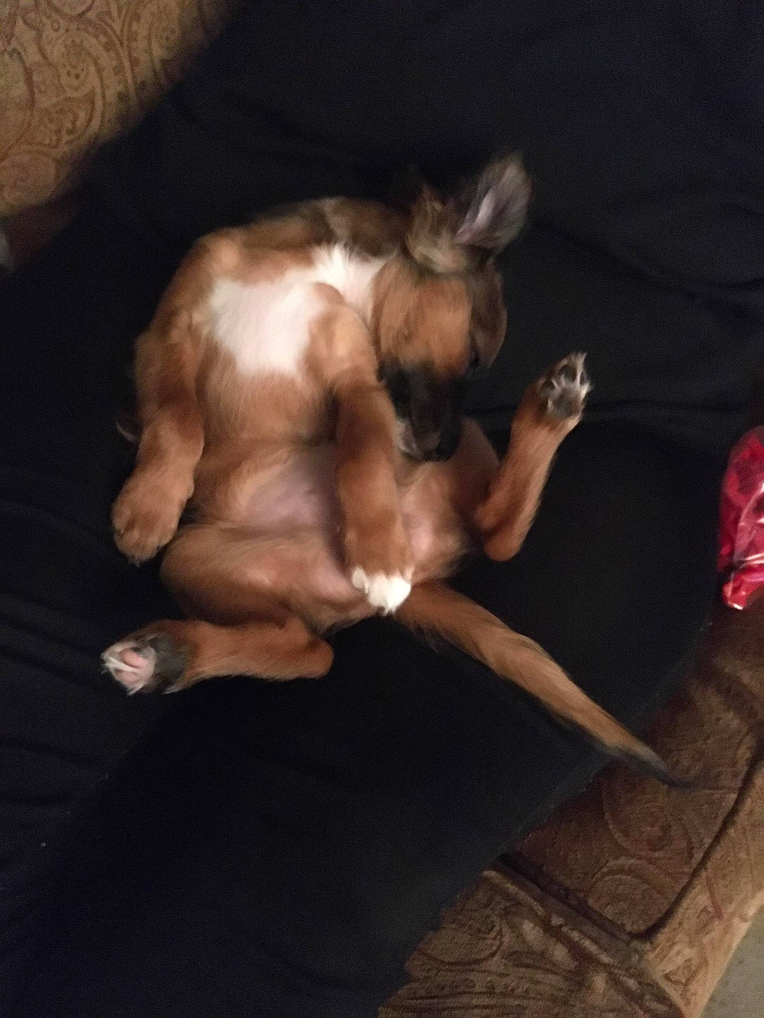 Lilith is registered to the contest to win money with this photo: birth, canidae, carnivore, dog, dog_breed, ear, fawn, hand, non_sporting_group, puppy, sporting_group, toy_dog