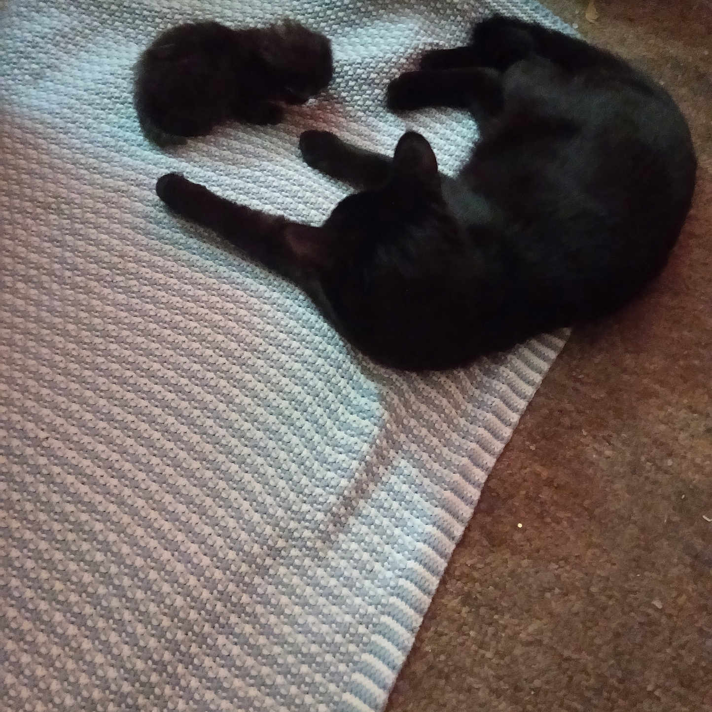 Loki Bear is registered to the contest to win money with this photo: animal, bed, bedroom, blackcat, blanket, canine, cat, cushion, dog, furniture, homedecor, indoors, kitten, linen, person, pet, puppy, quilt, room, sleeping