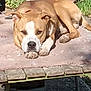 Giovanni is registered to the contest to win money with this photo: dog, animal, pet, outdoor, picnic_table, lawn_tractor, grass, sunlight, relaxed, brown_dog, white_markings, paws, resting, backyard, nature, daytime, canine, animal_portrait, furniture, wood