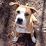 dog, puppy, brown_and_white, sitting, outdoor, dirt, dry_leaves, sunlight, shadow, curious, animal, pet, ears, collar, nature, ground, close_up, canine, looking_up, daylight