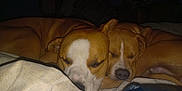 Giovanni is registered to the contest to win money with this photo: dog, sleeping, brown_dog, snuggling, blanket, indoor, pet, cozy, resting, animal, canine, fur, companion, friendship, cute, domestic, sleep, closeup, relaxation, two_dogs
