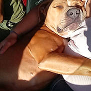 Zazu joined the competition — help win amazing prizes! affection, arm, brown_fur, calm, casual_clothing, close_up, comfort, companion, cuddle, dog, domestic_animal, indoor, love, nap, person, pet, relaxation, resting, sleeping, sunlight