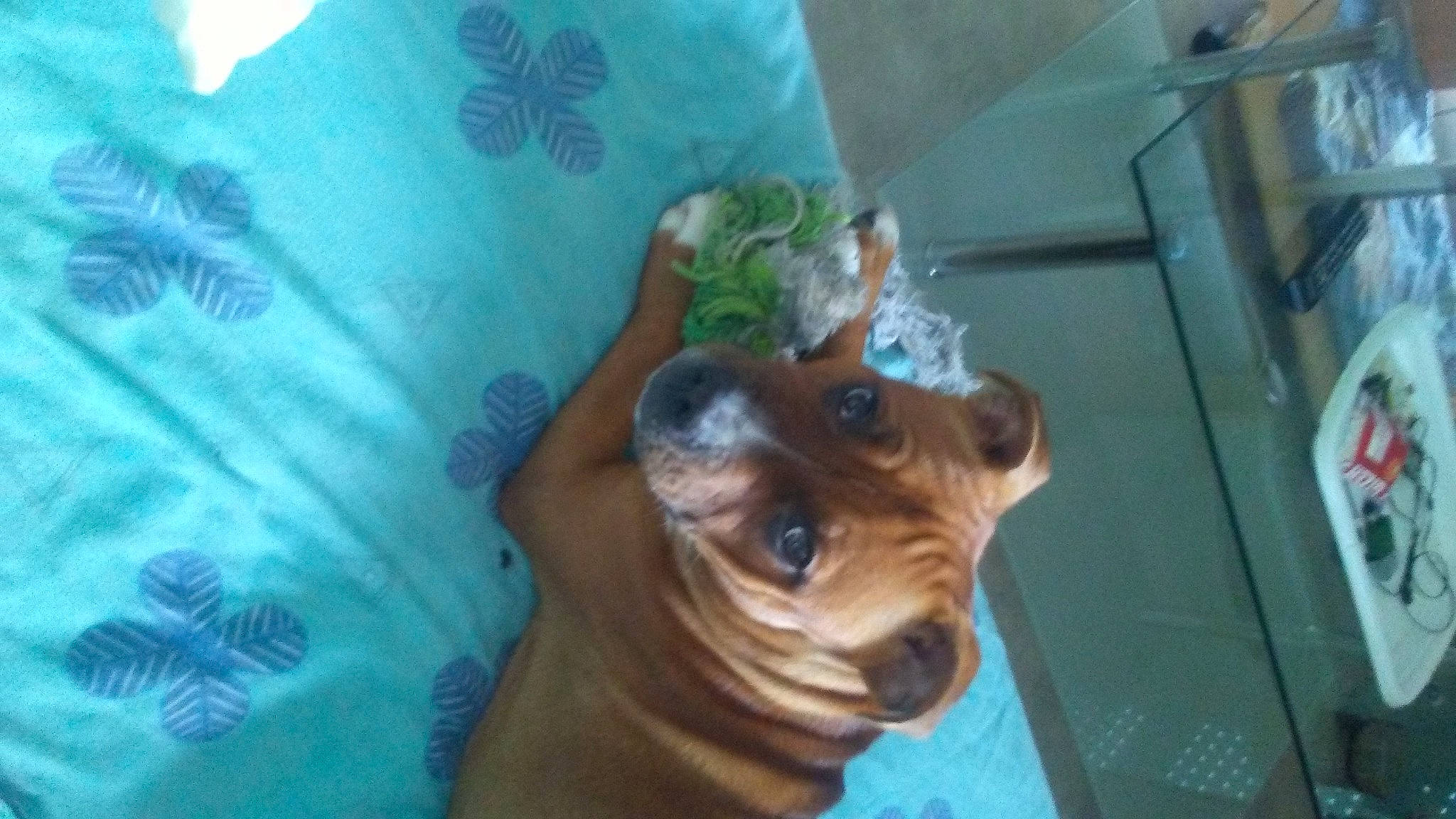 Punch a rejoint le concours — aidez-le/la à gagner de superbes lots ! canidae, carnivore, companion_dog, dog, dog_breed, ear, fawn, guard_dog, liver, non_sporting_group, snout, sporting_group, toy_dog, waste_container, whiskers, working_animal, working_dog