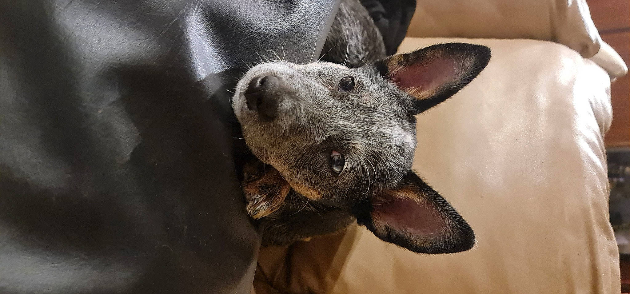 Thessa a rejoint le concours — aidez-le/la à gagner de superbes lots ! canidae, carnivore, companion_dog, dog, dog_breed, ear, fawn, fur, grey, jaw, non_sporting_group, paw, snout, sporting_group, terrestrial_animal, whiskers, wildlife, working_animal