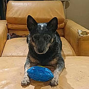 Thessa a rejoint le concours — aidez-le/la à gagner de superbes lots ! dog, pet, toy, blue_toy, leather_chair, worn_chair, indoor, animal, canine, front_paws, black_and_gray_coat, focused, looking_at_camera, furniture, home, domestic_animal, ears_up, sitting, playing, cute