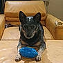 dog, pet, toy, blue_toy, leather_chair, worn_chair, indoor, animal, canine, front_paws, black_and_gray_coat, focused, looking_at_camera, furniture, home, domestic_animal, ears_up, sitting, playing, cute