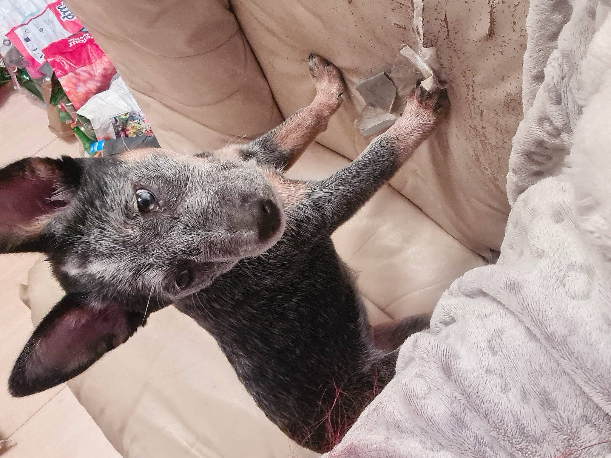 Thessa a rejoint le concours — aidez-le/la à gagner de superbes lots ! carnivore, comfort, companion_dog, dog_breed, domestic_short_haired_cat, ear, fawn, felidae, foot, fur, grey, koala, marsupial, pattern, paw, small_to_medium_sized_cats, snout, terrestrial_animal, whiskers, working_animal